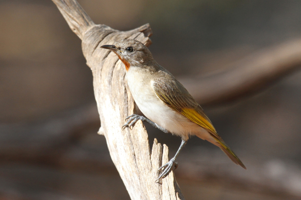 Rufous-throated Honeyeater photo