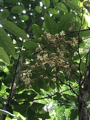 Erythrorchis altissima