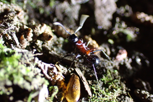 Polyrhachis lamellidens