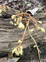 Erythrorchis altissima