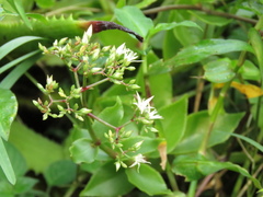 Crassula sarmentosa