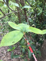 Ternstroemia gymnanthera