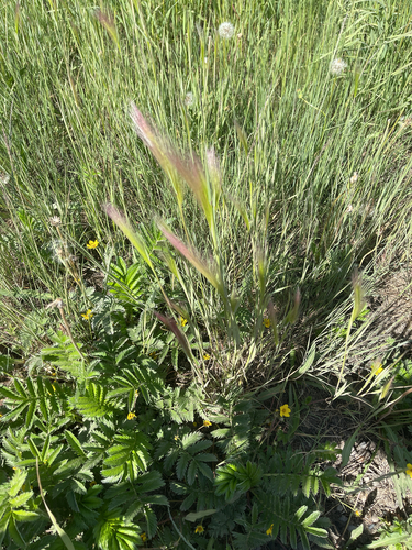 Foxtail Barley