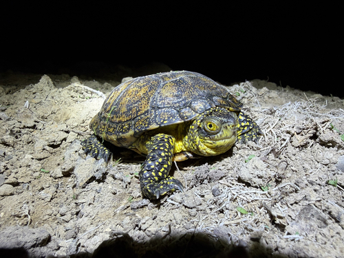 European Pond Turtle