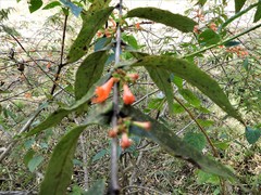 Woodfordia fruticosa