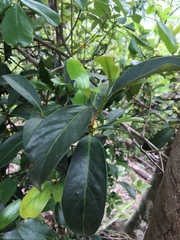 Ternstroemia gymnanthera