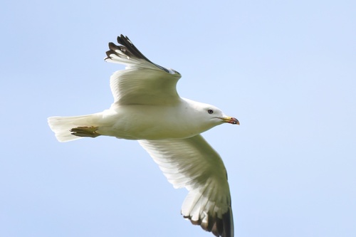 California Gull