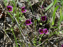 Diplacus kelloggii