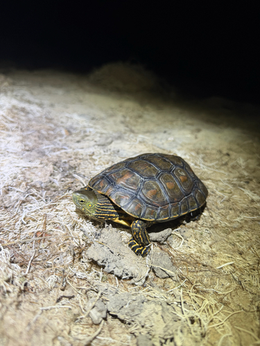 Mediterranean Turtle