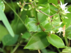 Crassula sarmentosa