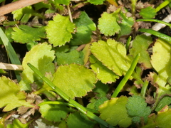 Leptinella squalida squalida