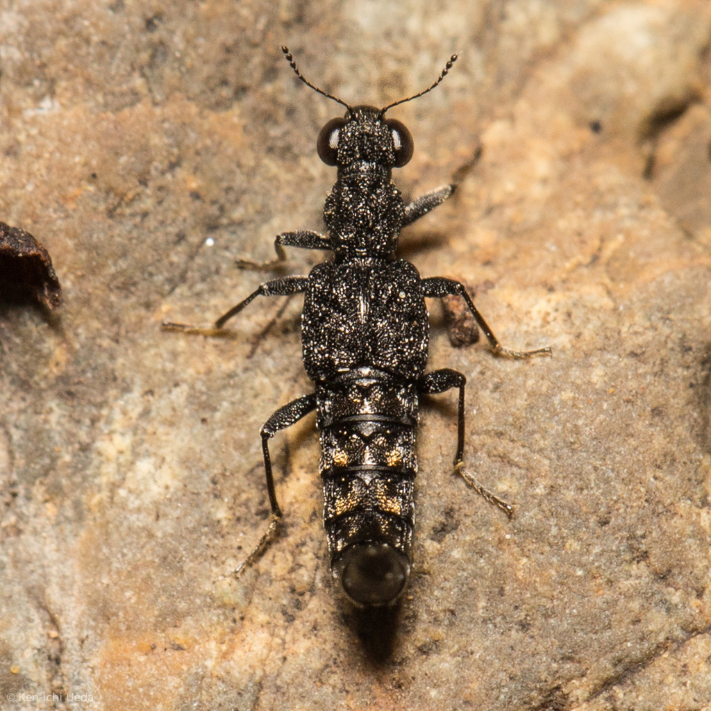 Stenus sculptilis