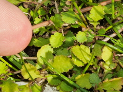 Leptinella squalida squalida