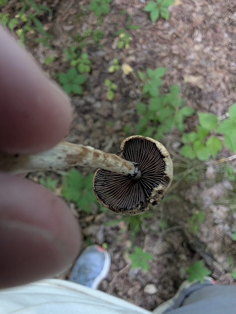 weeping widow · July 2026 · photo: Photo: (c) Toadkeeper, some rights reserved (CC BY) · iNaturalist