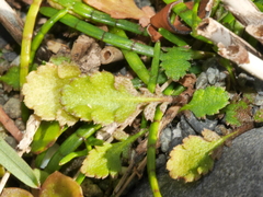 Leptinella squalida squalida