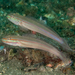 Immaculate Glidergoby - Photo (c) Adam, some rights reserved (CC BY-NC), uploaded by Adam