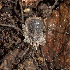 Ortholasma rugosum