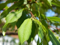 Prunus serrula