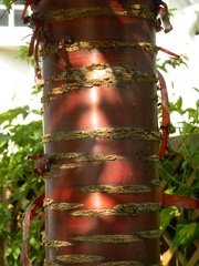 Prunus serrula