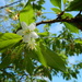 Prunus serrula - Photo (c) geo-reinier, alguns direitos reservados (CC BY-NC)