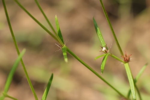 Hedyotis pinifolia observed 2026-07-03