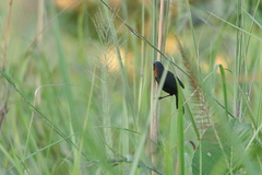 Pterorhinus ruficollis