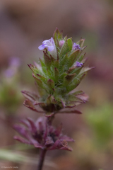 Pogogyne serpylloides