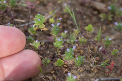 Pogogyne serpylloides