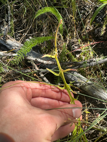 Agoseris grandiflora, photograph 2