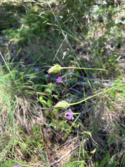 Agoseris grandiflora