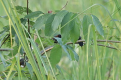 Pterorhinus ruficollis