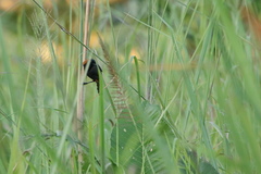 Pterorhinus ruficollis