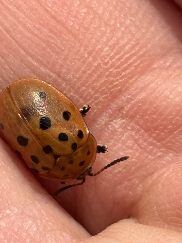 Argus Tortoise Beetle