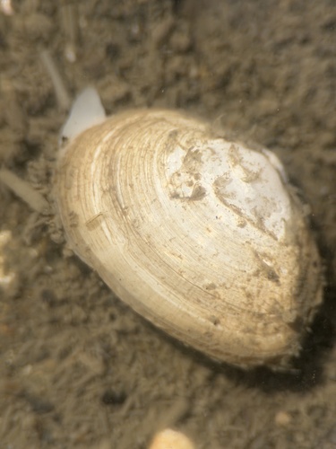 Cryptomya californica observed 2026-07-03