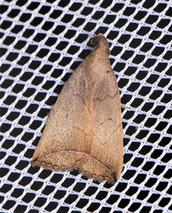 Simplicia armatalis