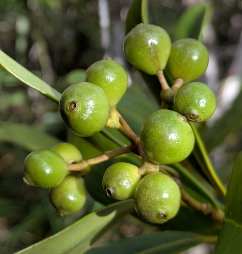 Coelospermum crassifolium observed 2026-06-29