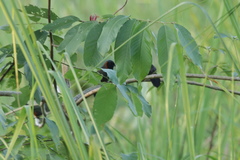 Pterorhinus ruficollis