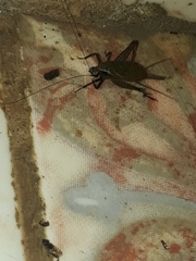 Lerneca