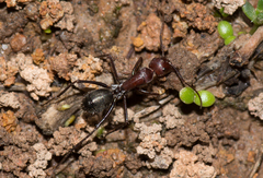Camponotus judithmorrisae