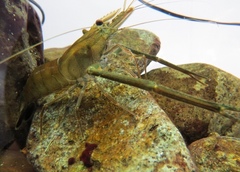 Macrobrachium formosense