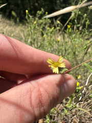 Madia gracilis, photograph (c) Kieran Hanrahan, some rights reserved (CC BY)