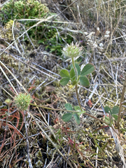 Trifolium microcephalum, photograph (c) Kieran Hanrahan, some rights reserved (CC BY)
