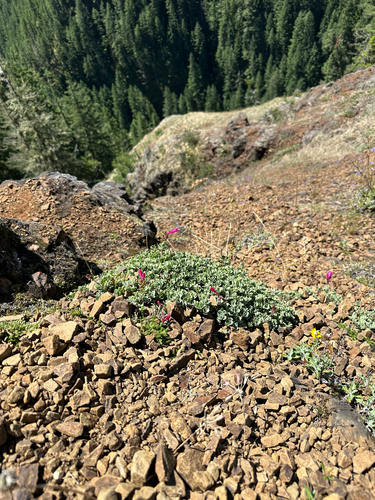 Penstemon rupicola, photograph 6