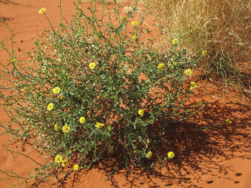 Tangled Burr-daisy
