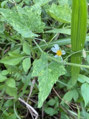 Actinostemma tenerum