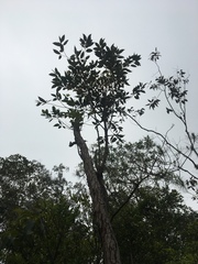 Eucalyptus robusta