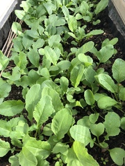 Raphanus sativus sativus