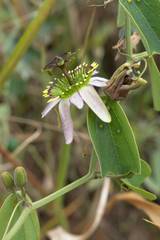 Passiflora cuneata