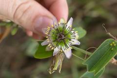 Passiflora cuneata