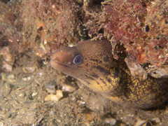 Gymnothorax cribroris